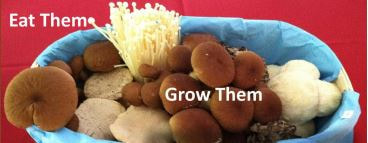 Picture of various mushrooms in basket Eat Them, Grow Them