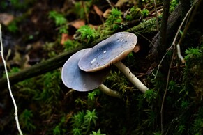 Picture of Entoloma indigoferum blue cap