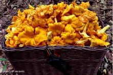 Picture of basket of chanterelles