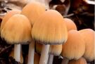 Picture of mushroom