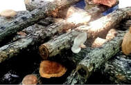 Picture of mushrooms growing on stacked set of inoculated logs
