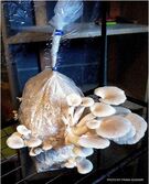 Picture of mushrooms growing out of a bag 