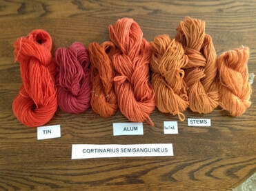 Picture of wool of different colors made with Cortinarius semisanguineus