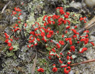 Squamulose: Cladonia cristatella picture