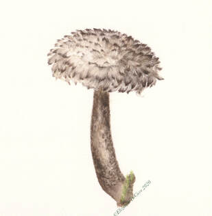 Picture of Watercolor of Strobilomyces Sp.