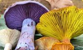Picture of colorful mushrooms