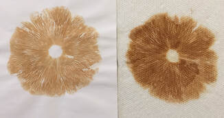 Picture of same spore print but with different densities