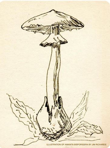 Illustration of mushroom with veil and volva