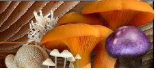 Picture of colorful mushrooms