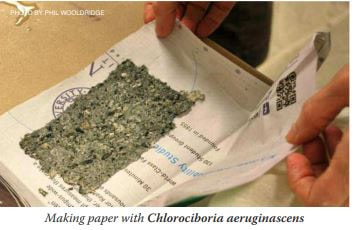 Picture of paper made with Chlorociboria aeruginascens