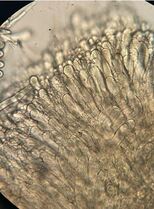 Picture of Morel Under the Microscope