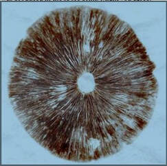 Picture of mushroom spore print