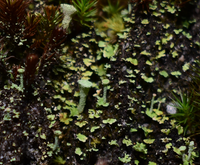 Squamulose: Cladonia cf. chlorophaea picturePicture