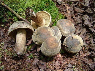 Sarcodon atroviridis, a mushroom with teeth