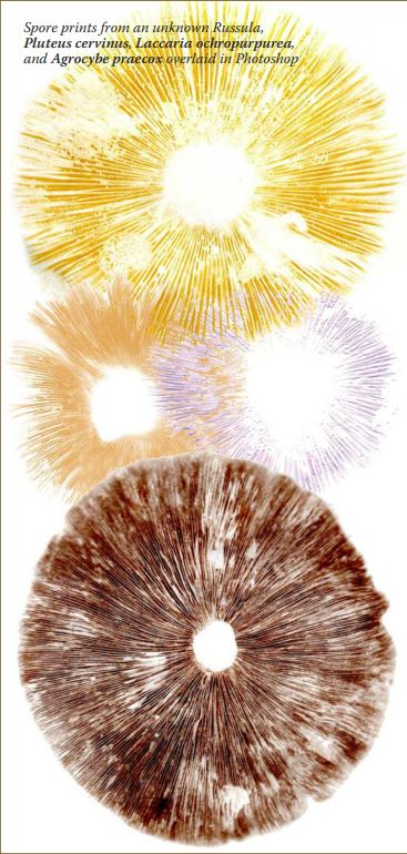 Picture of mushroom spore prints of various colors